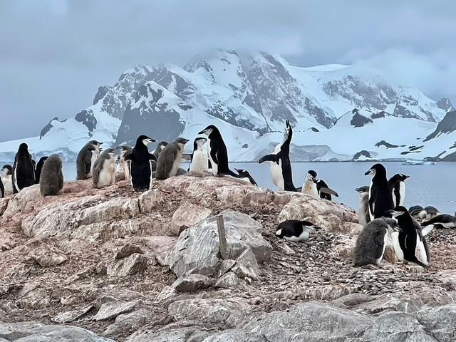 Penguins on their hike