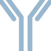 antibody illustration