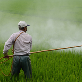 Spraying pesticides