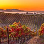 napa