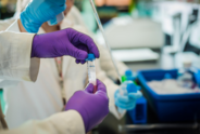 Two purple-gloved hands holding a test tube containing a pink liquid in a laboratory setting.