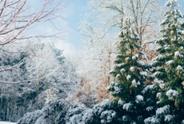 Winter Forest