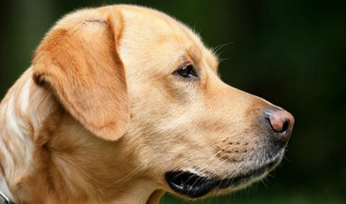 Can Dogs Help Diagnose Parkinson's Disease?