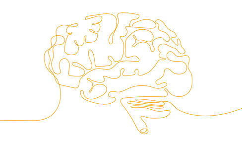 brain illustrated 