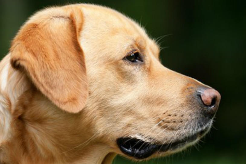 Can Dogs Help Diagnose Parkinson's Disease?
