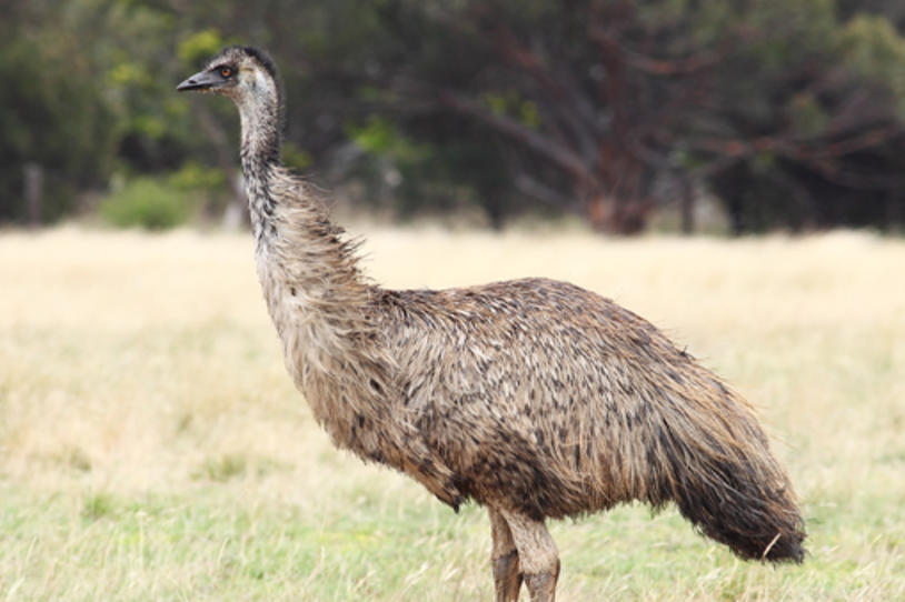 Bloggers Investigate "Emu Oil" for Parkinson's Disease