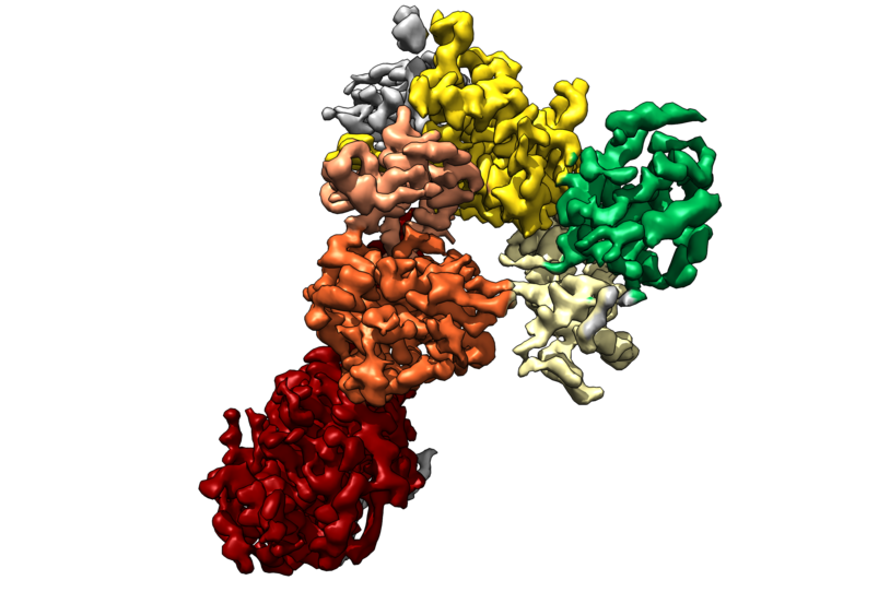 LRRK2 Protein