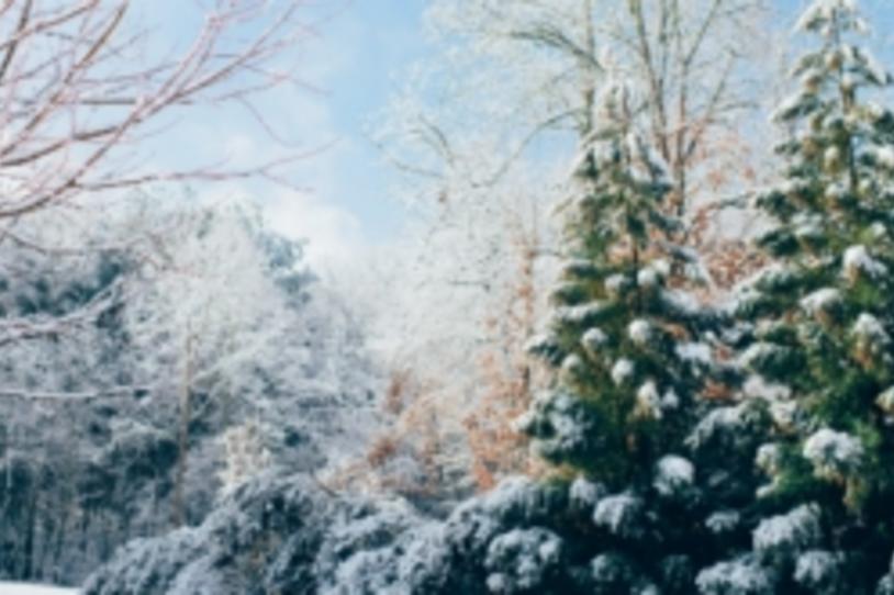 Winter Forest