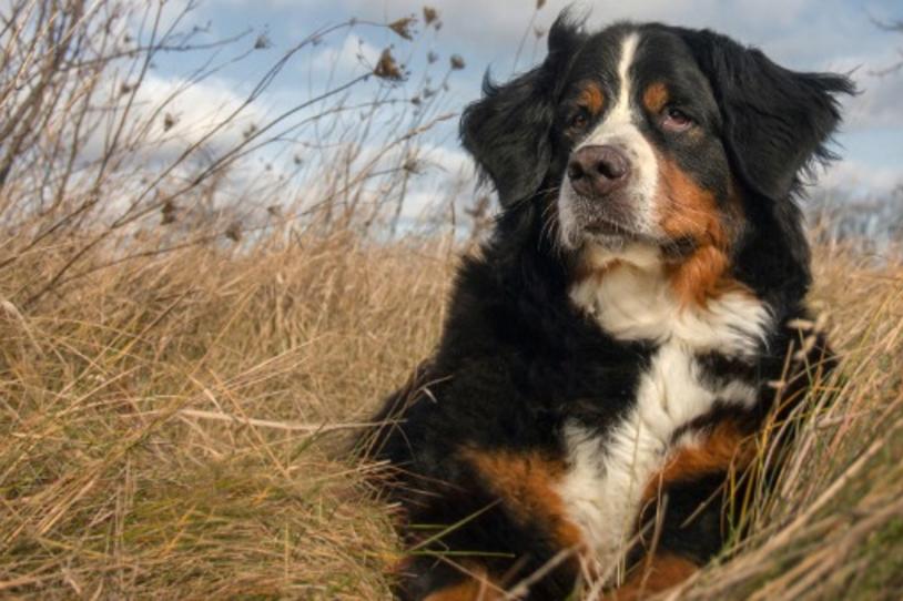 Fox Foto Friday: A Photographer with Parkinson's and Her Muse, Uta