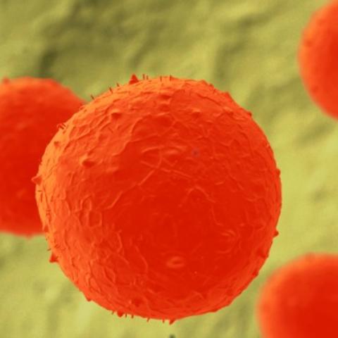 Podcast: Whatever Happened to Stem Cells?