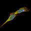 LRRK2 Cells