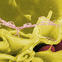 New Study Plots Possible Path between Gut Bacteria and Parkinson's Symptoms