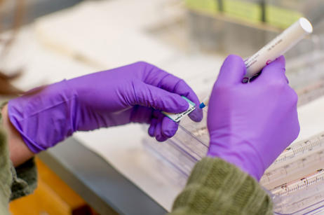 Hands with purple gloves on in lab holding research tool.